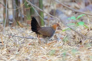 Junglefowl: Grey Junglefowl / Sonnerat's Junglefowl hen female