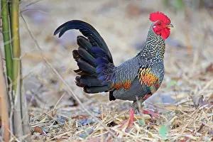 Junglefowl: Grey Junglefowl / Sonnerat's Junglefowl male cock