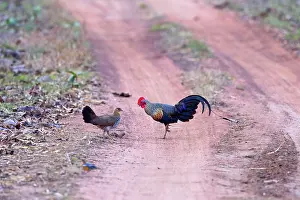 Junglefowl: Grey Junglefowl / Sonnerat's Junglefowl male and female