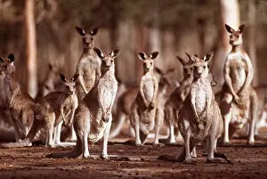 Kangaroos: GREY KANGAROO - group, standing