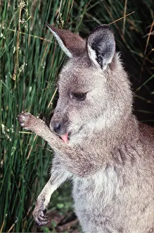 Temperature: Grey KANGAROO - young licking arm
