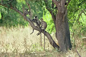Ceylonensis: Grey Langur Monkeys