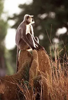 Outs: GREY LANGUR - on termite mound