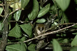 Murinus: Grey / Lesser Mouse Lemur