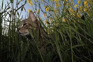 Mode: Grey lined cat walking in grass next to a turnip field