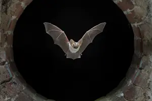 Window: Grey Long Eared Bat (Plecotus austriacus) flying