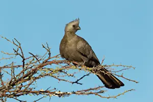 Away: Grey Lourie / Grey Go-Away-Bird