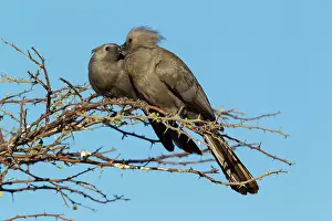 Away: Grey Lourie / Grey Go-Away-Bird - pair