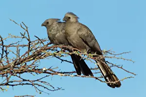 Away: Grey Lourie / Grey Go-Away-Bird - pair