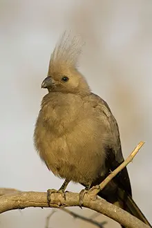 Corythaixoides: Grey Lourie or Grey Go-Away-Bird - Perching on a branch