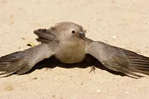 Corythaixoides: Grey Lourie / Grey Go-away bird - taking a dust-bath
