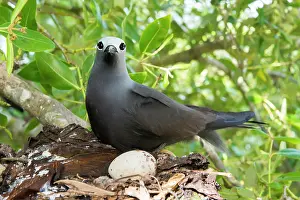 Anous: Grey Mangrove