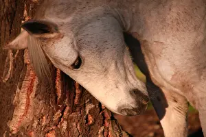 Andy Teare: Grey mare rubbing against a tree