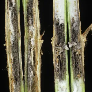 Mold: Grey mold (Botrytis cinerea)