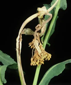 Mold: Grey Mold (Botrytis cinerea) on Oilseed Rape