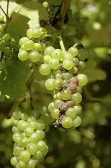 Mold: Grey mold infection on grapvine
