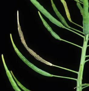 Mold: Grey mold on oilseed rape seedpods