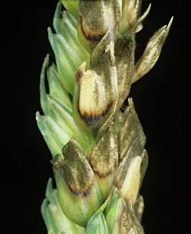 Mold: Grey mold and sooty mold in wheat ear