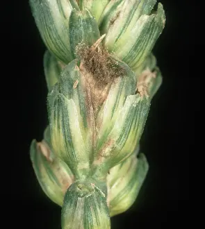 Mold: Grey mold on Wheat