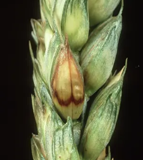 Mold: Grey mold on Wheat