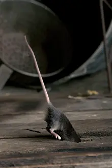 Musculus: Grey Mouse