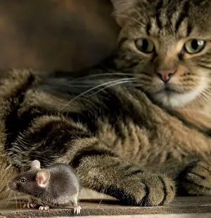 Musculus: Grey Mouse
