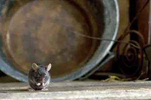Musculus: Grey Mouse