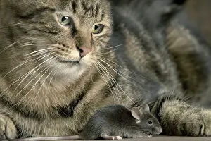 Musculus: Grey Mouse