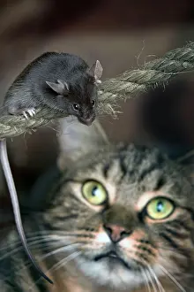 Musculus: Grey Mouse