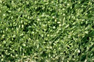 Chickweed: Grey Mouse-ear Chickweed