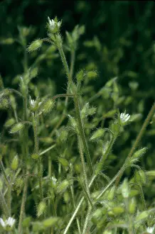 Chickweed: Grey Mouse-ear Chickweed - endangered in UK