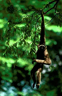 Gibbon: Grey or MuellerIs gibbon (Hylobates muelleri)