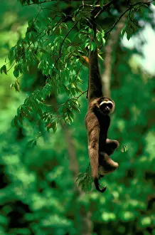 Gibbon: Grey or MuellerIs gibbon (Hylobates muelleri)
