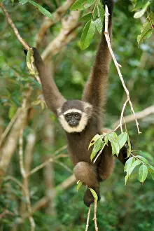 Hangs: Grey MullerIs / Bornean GIBBON - hangs on branch
