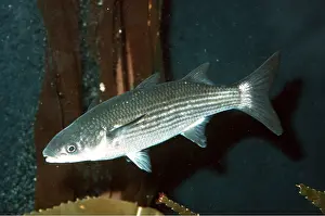 Mullet: GREY MULLET