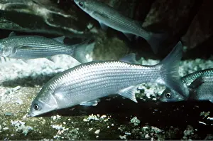 Mullet: GREY MULLET - FEEDING
