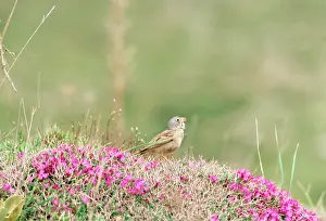 Iran: Grey-necked Bunting