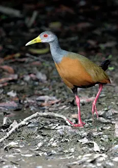 Woodrail: Grey-necked WOOD-RAIL