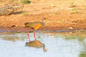 Rails: Grey-necked Wood-rail