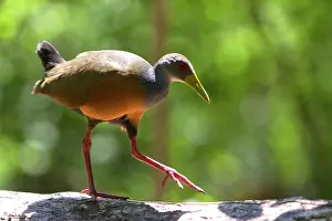 Cajanea: Grey-necked Wood-rail