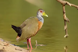 Animais: Grey-necked Wood Rail
