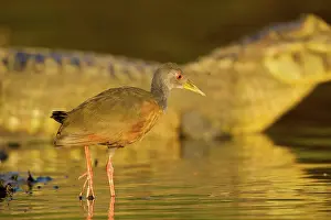 Animais: Grey-necked Wood Rail