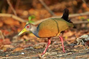 Rails: Grey-necked Wood-rail adult Pantanal area Mato Grosso