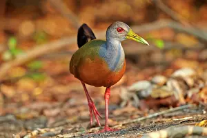 Rails: Grey-necked Wood-rail adult Pantanal area Mato Grosso