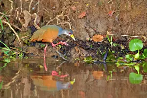 Rails: Grey-necked Wood-rail adult Pantanal area Mato Grosso