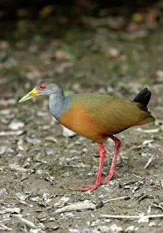 Woodrail: Grey-necked WOOD-RAIL - side view