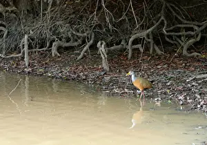 Woodrail: Grey-necked WOOD-RAIL - at water