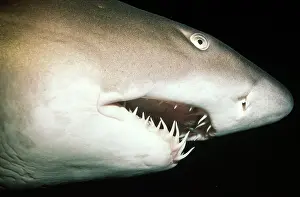 Ragged: Grey Nurse / Ragged-tooth / Sand Tiger SHARK