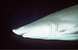 Nurse: Grey Nurse / Ragged-tooth / Sand Tiger SHARK