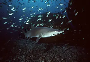 Nurse: Grey Nurse / Ragged-tooth / Sand Tiger SHARK